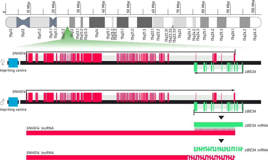 Diagram of chromosome 15q11-q13 showing the SNHG14 imprinting centre and UBE3A gene expression in maternal versus paternal inheritance